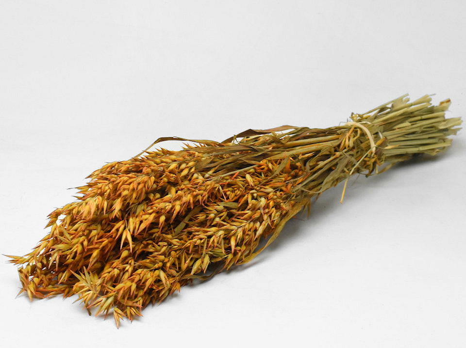 Haver Oranje 70cm