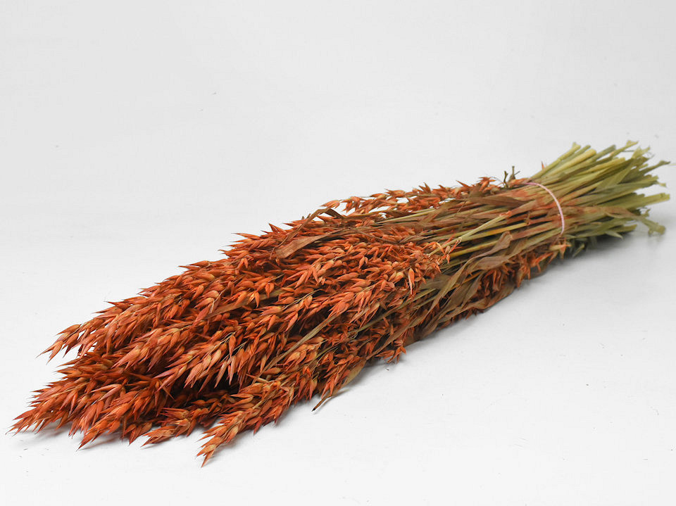 Hafer Dunkel Orange 70cm
