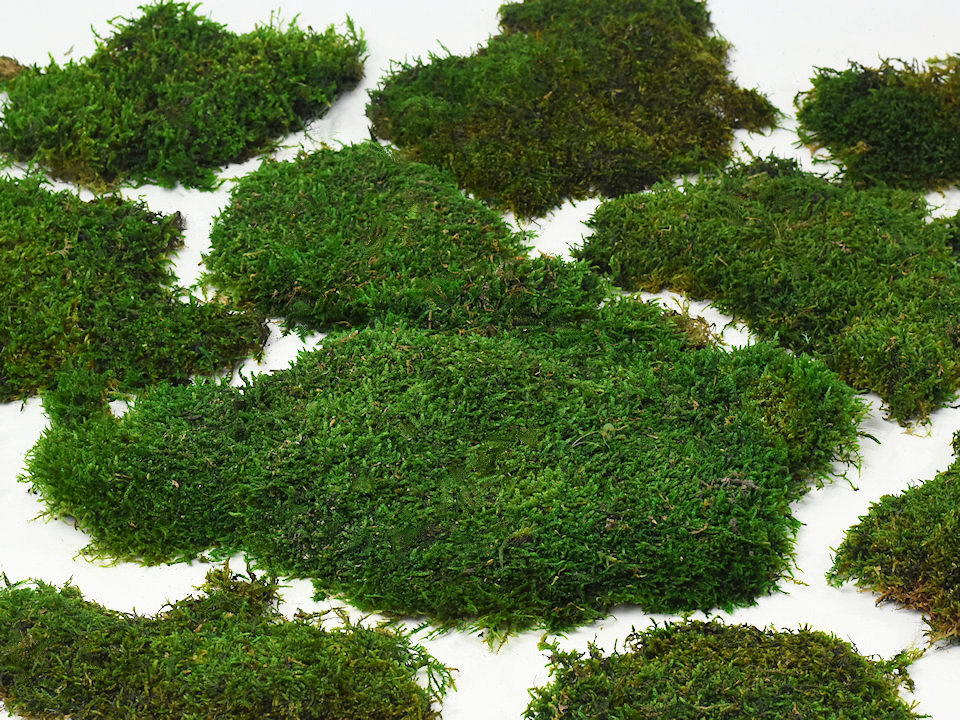 Platmos Groen per kg