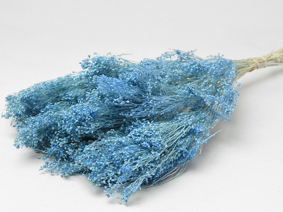 Broom Bloom Pastel Blue 50cm 100gr.