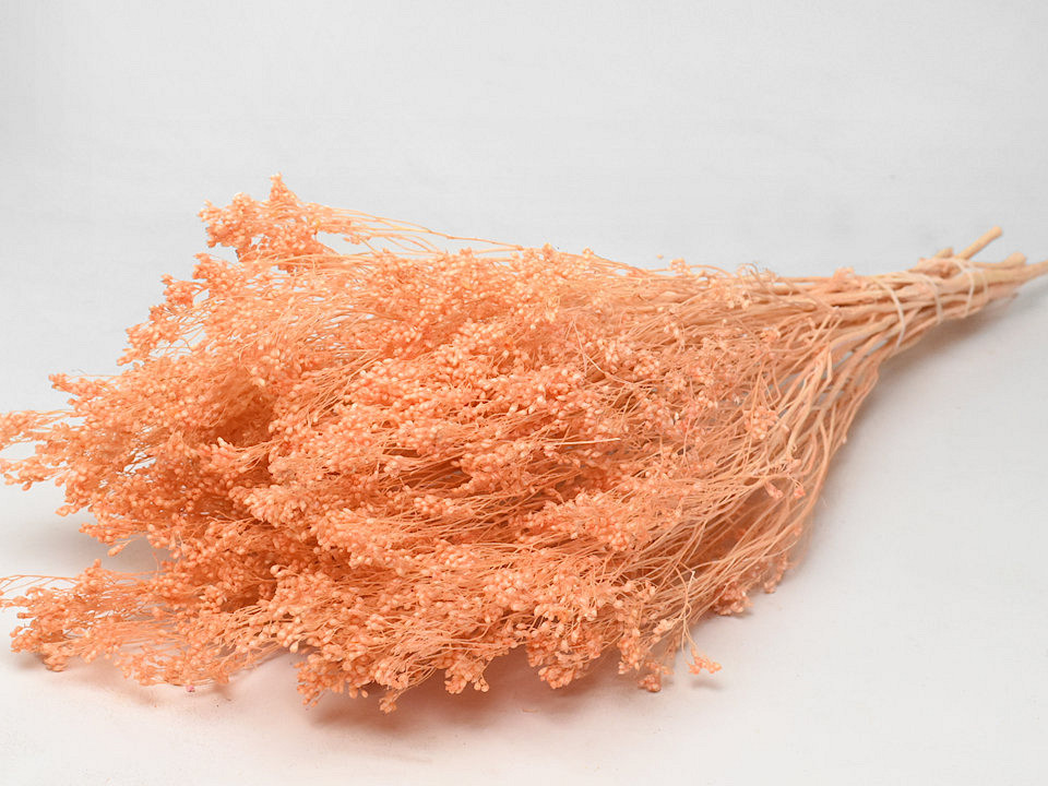 Broom Bloom Pastel Peach 50cm