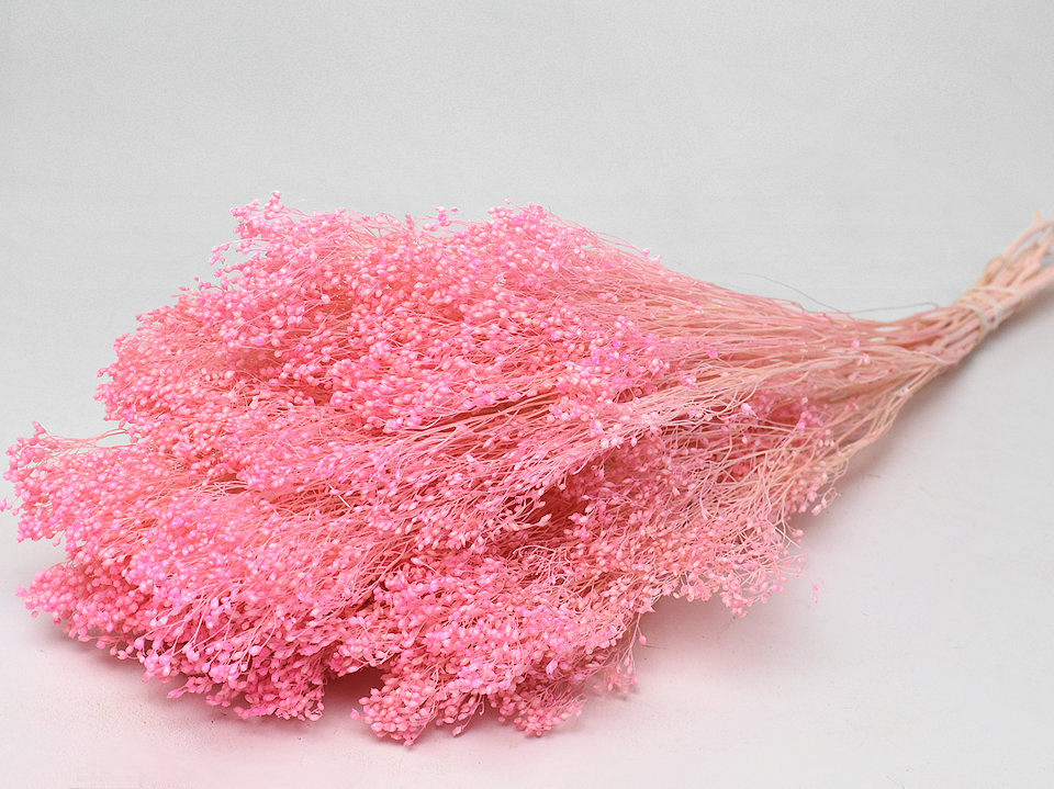 Broom Bloom Pastel Pink 50cm