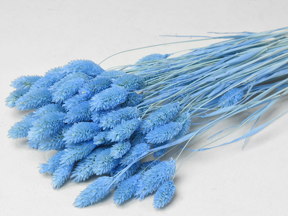 Phalaris Pastel Blue 70cm