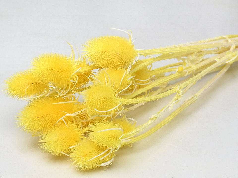 Cardy Distel Gelb 70cm