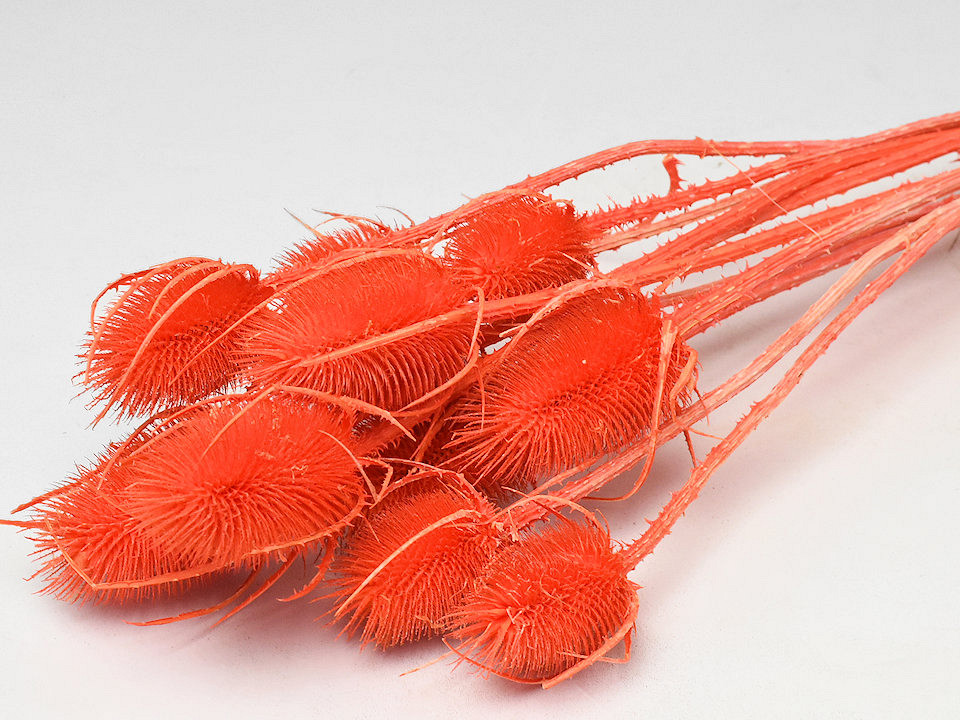 Kardoen Distel Oranje 70cm