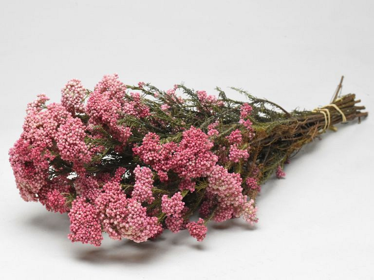 Rice Flower 50cm, 10 stelen