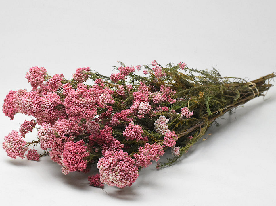 Rice Flower 60cm