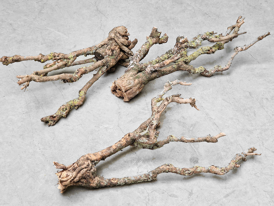 Lilac Trunk 30-50cm