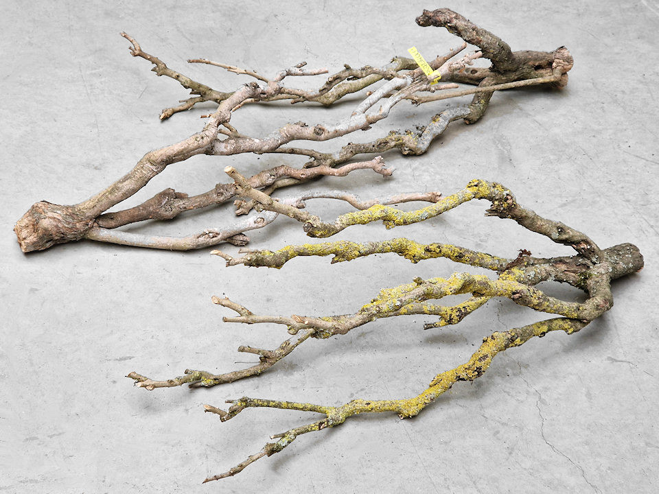 Bois de Lila 70-80cm