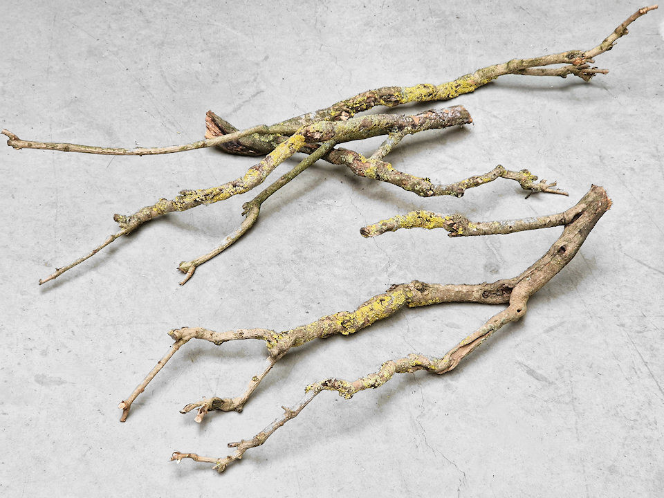 Bois de Lila 70-80cm Mince