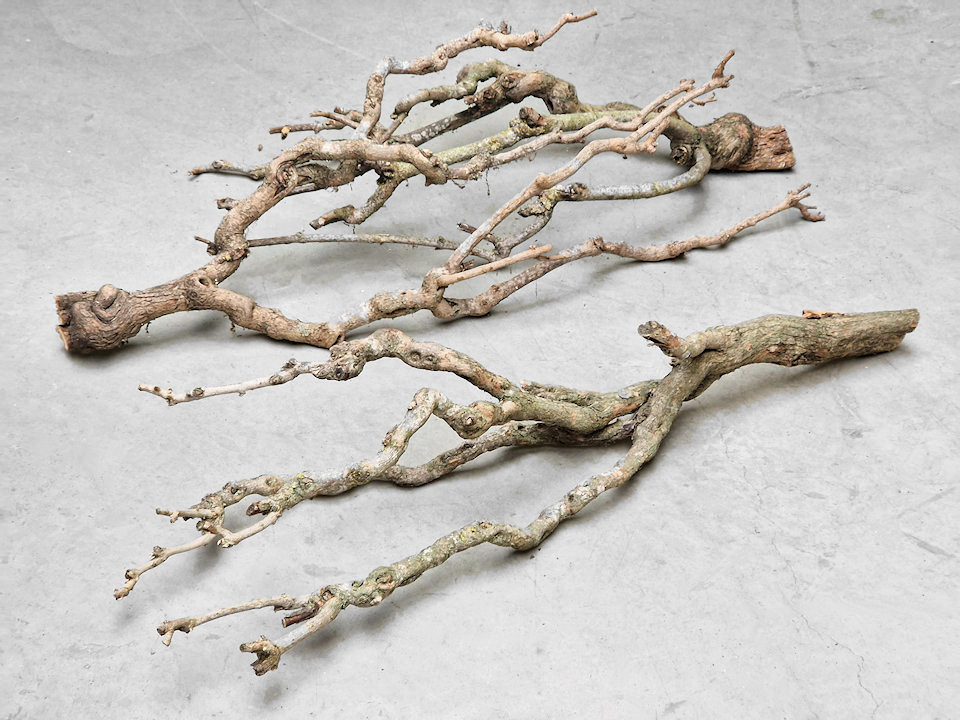 Bois de Lila 80-100cm