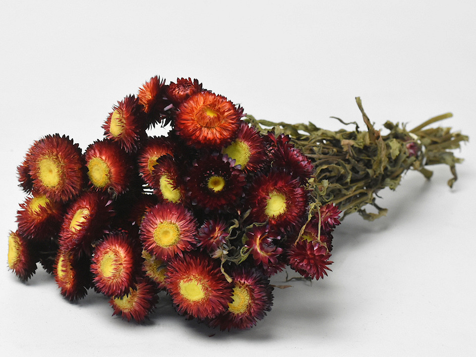 Bouquet Helichrysum Rouge 45cm