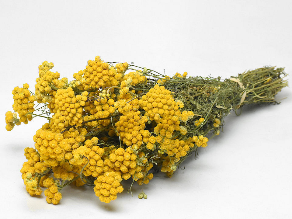 Lonas 50cm