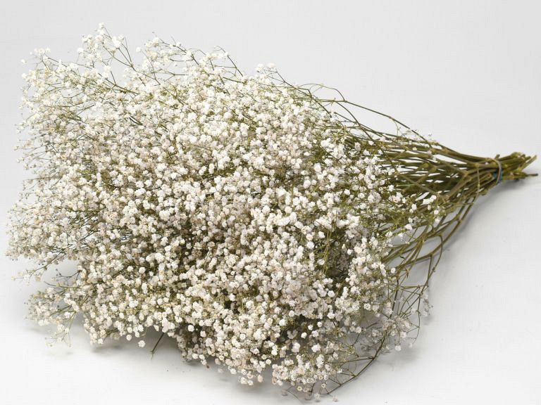 Schleierkraut Getrocknet 70cm (25 Zweige)