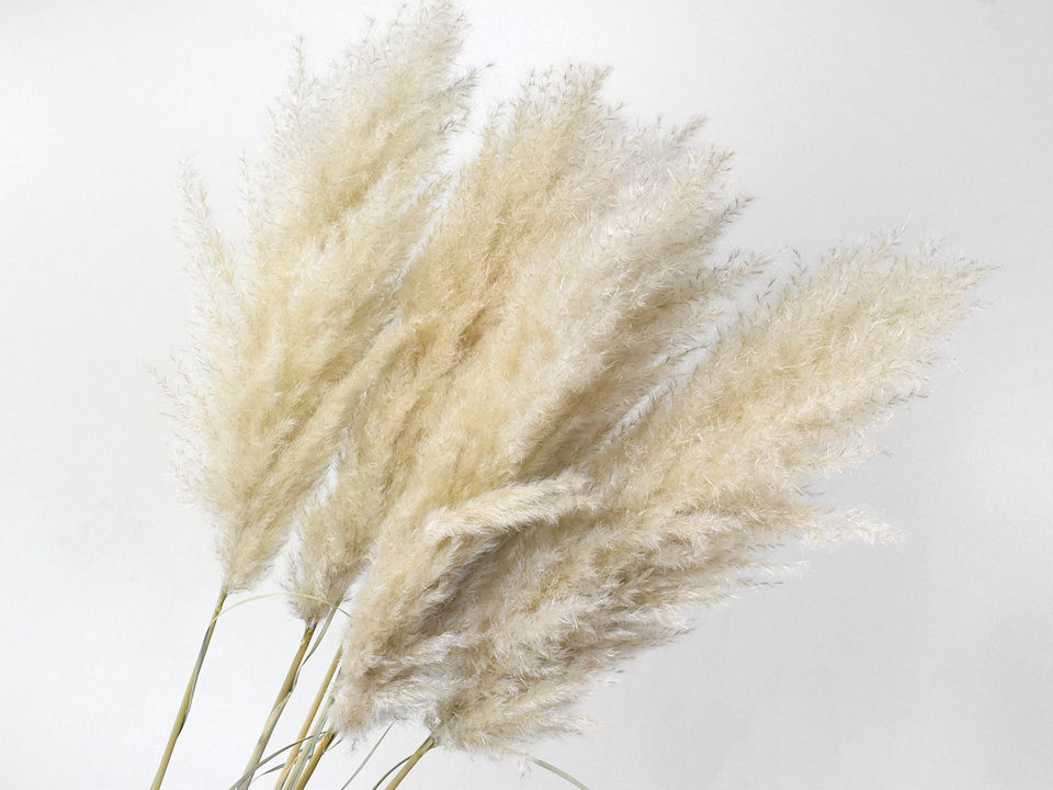 Fluffy Pampas gras 1100cm