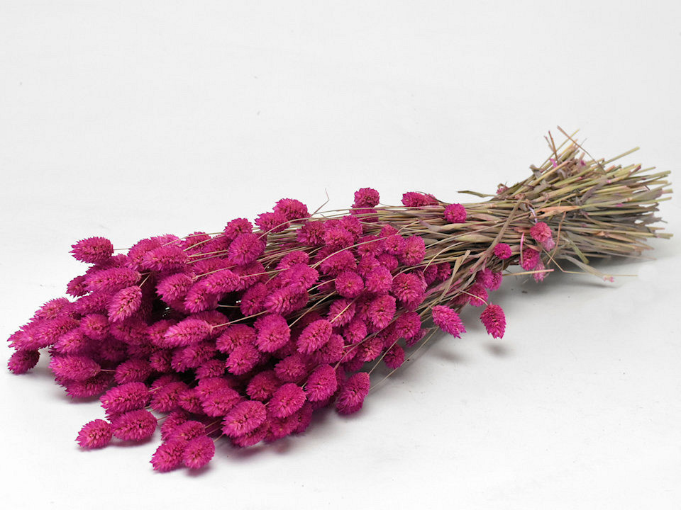 Phalaris Fuchsia 70cm