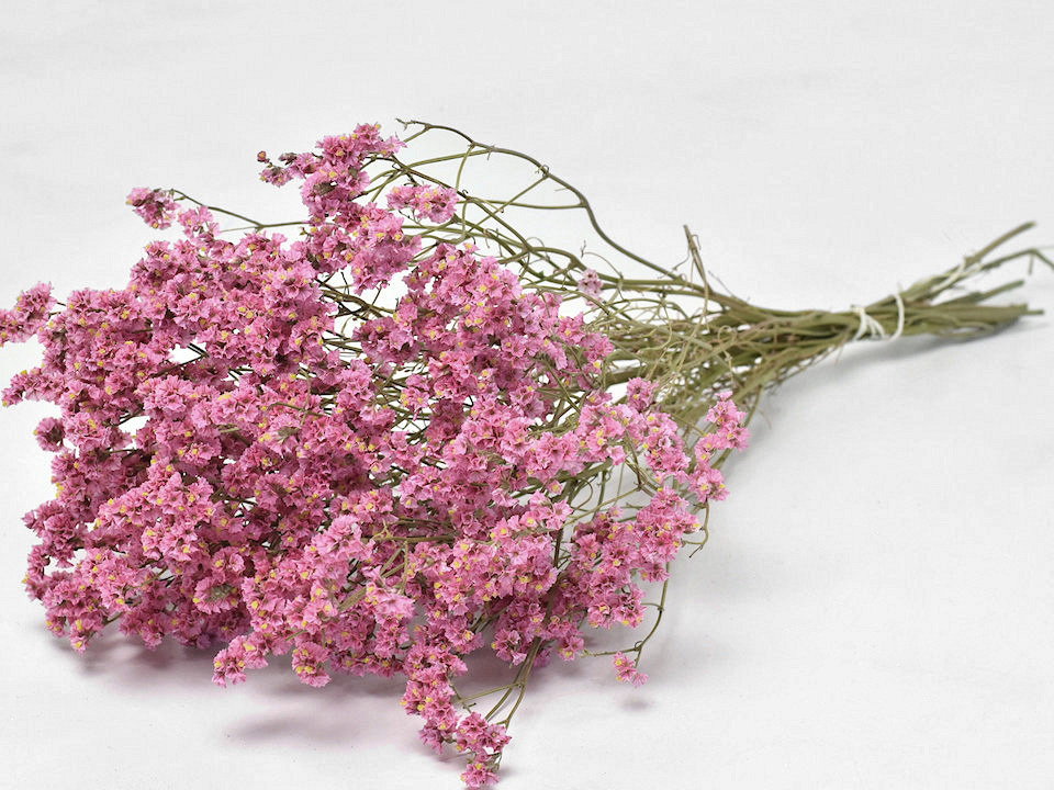 Limonium Rose 60cm 