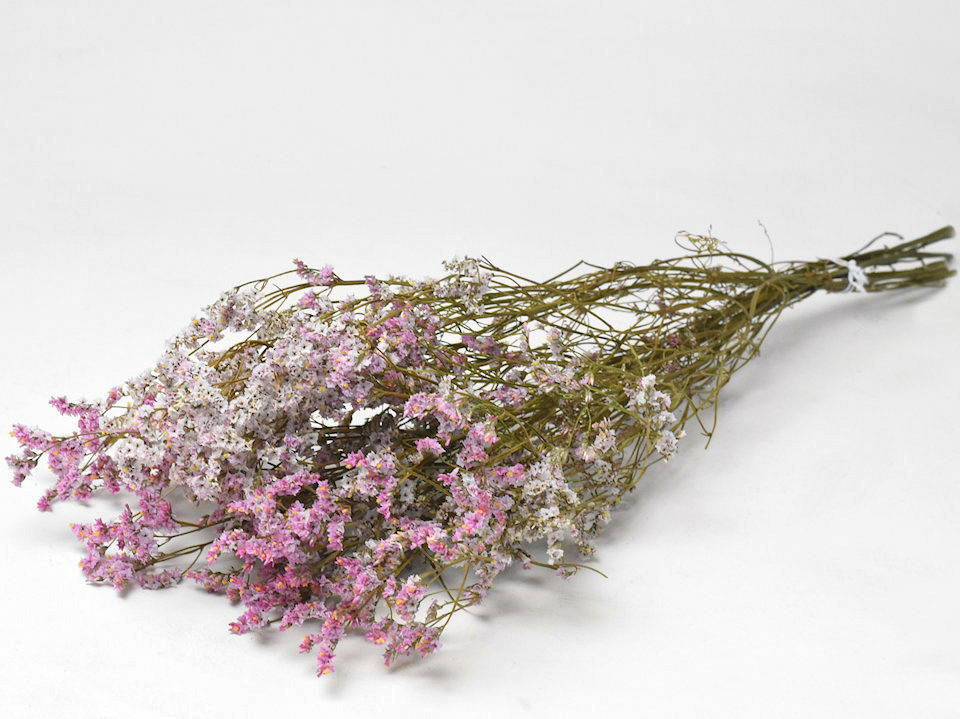 Limonium Roze-Wit 70cm