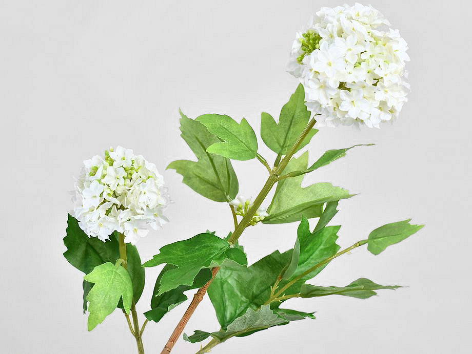 Viburnum Wit 40cm