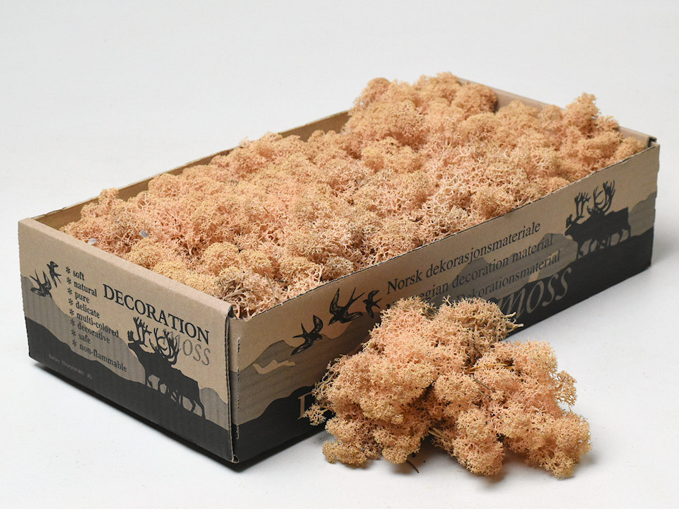 Islandmoos Pfirsich 500Gr.