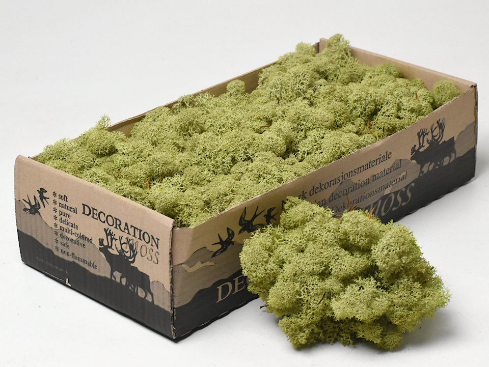 Lichen stabilisé Vert Kiwi 500gr.