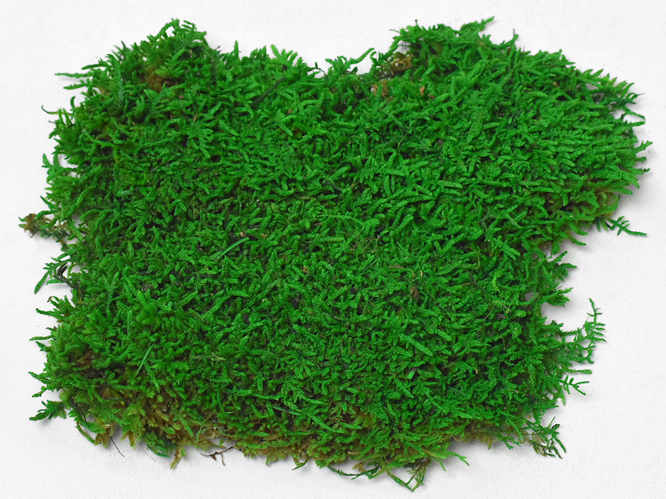 Sheet Moss Light Green Sample