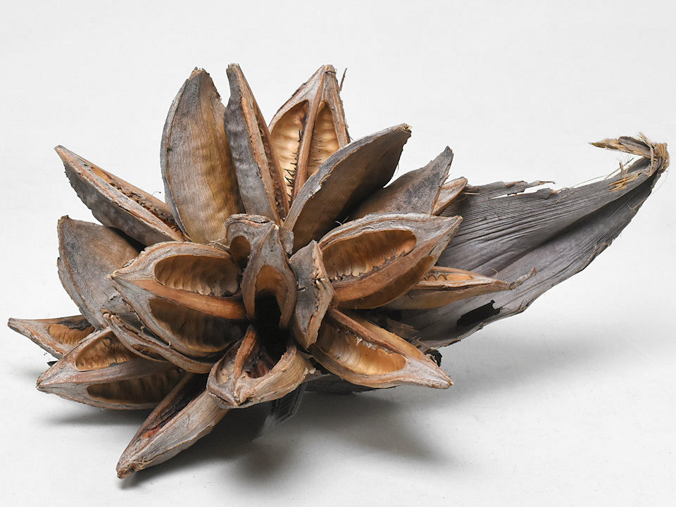 Sororoca Blossom D20cm