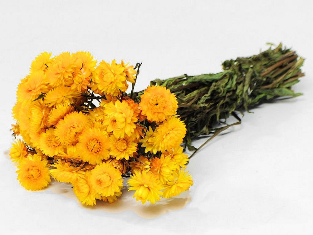 Helichrysum Gelb 45cm