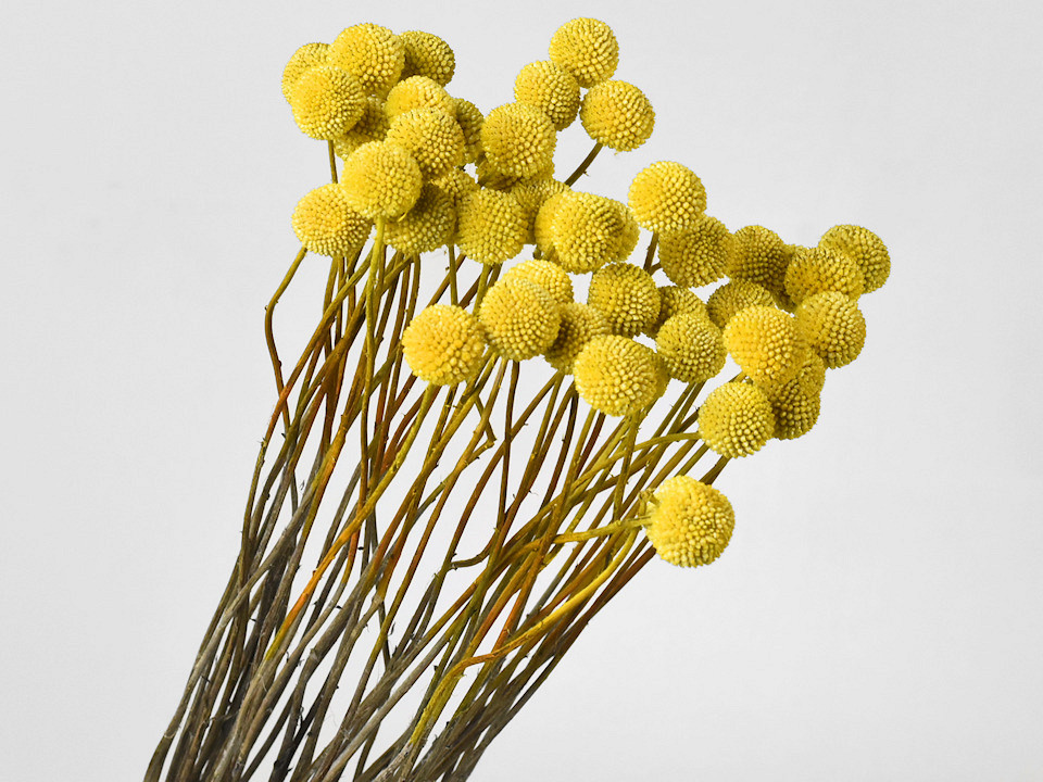 Craspedia Jaune, par tige