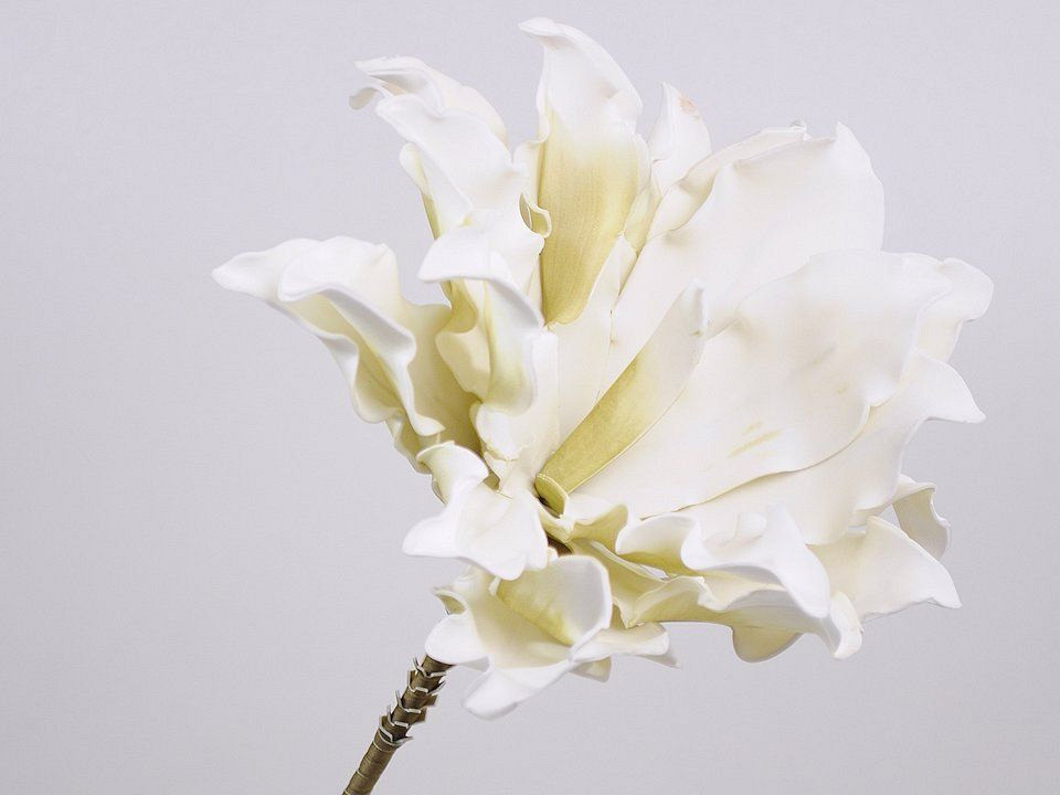 Dracena en mousse  Blanc, D 24cm