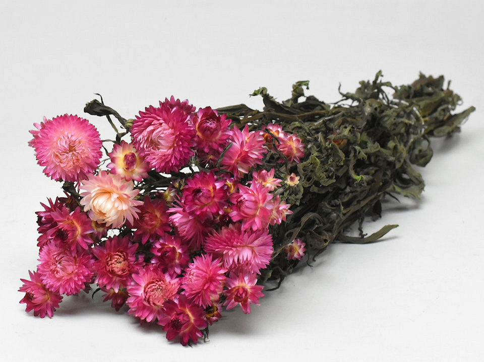 Bouquet Helichrysum Rose 45cm
