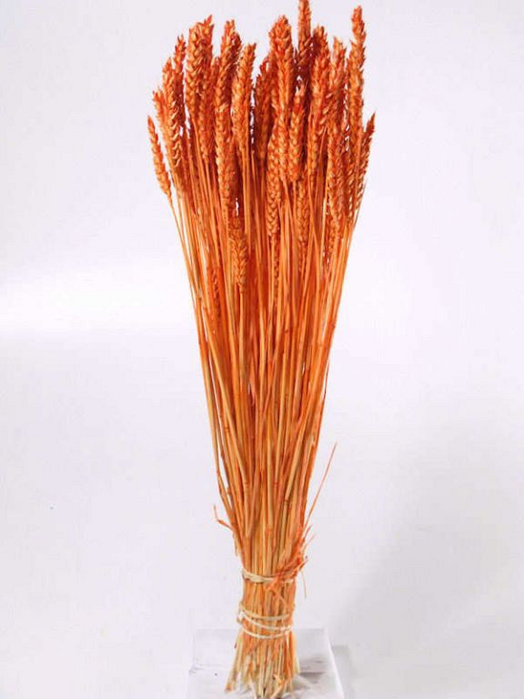 Triticum (Wheat) Bright Orange