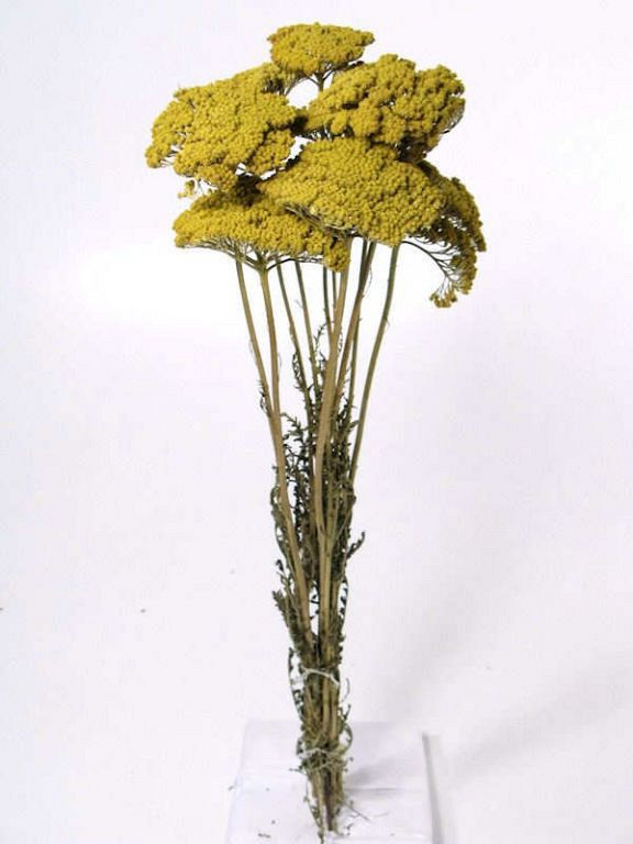 Achillea Parker FrühlingsGrün 70cm