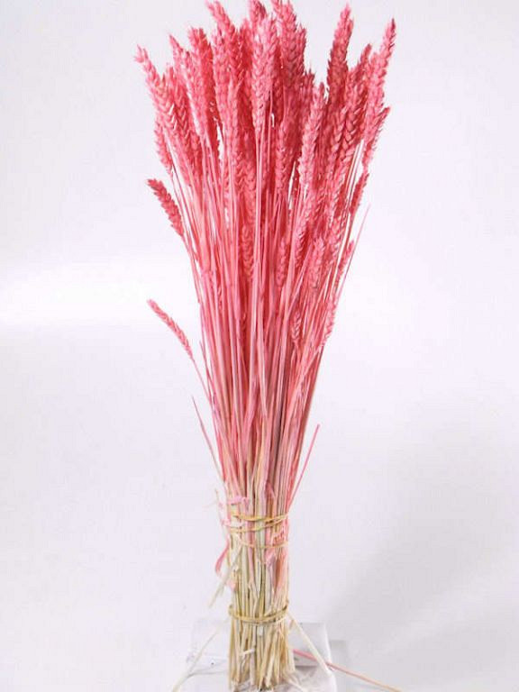 Bouquet Triticum Rosé Clair (blé) 70cm