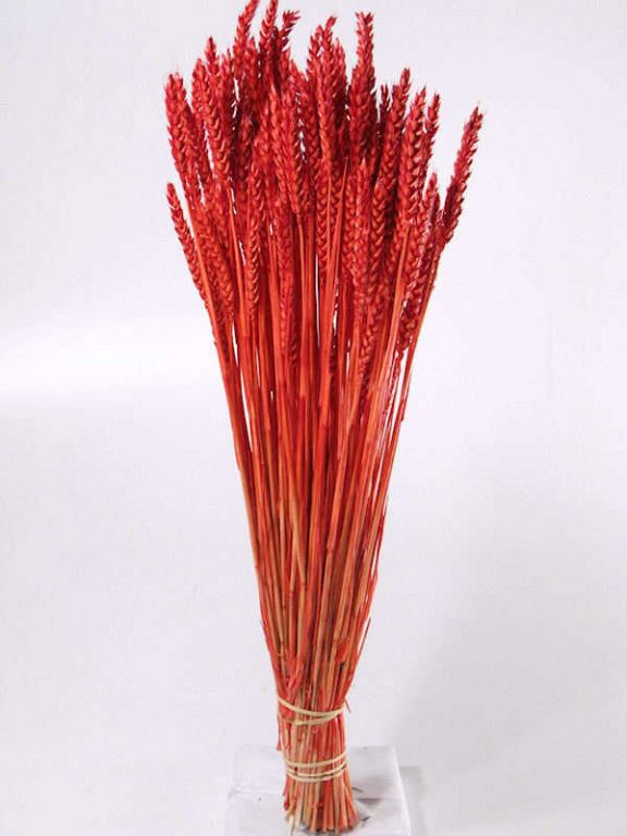 Bouquet Triticum Rouge Clair (blé) 70cm