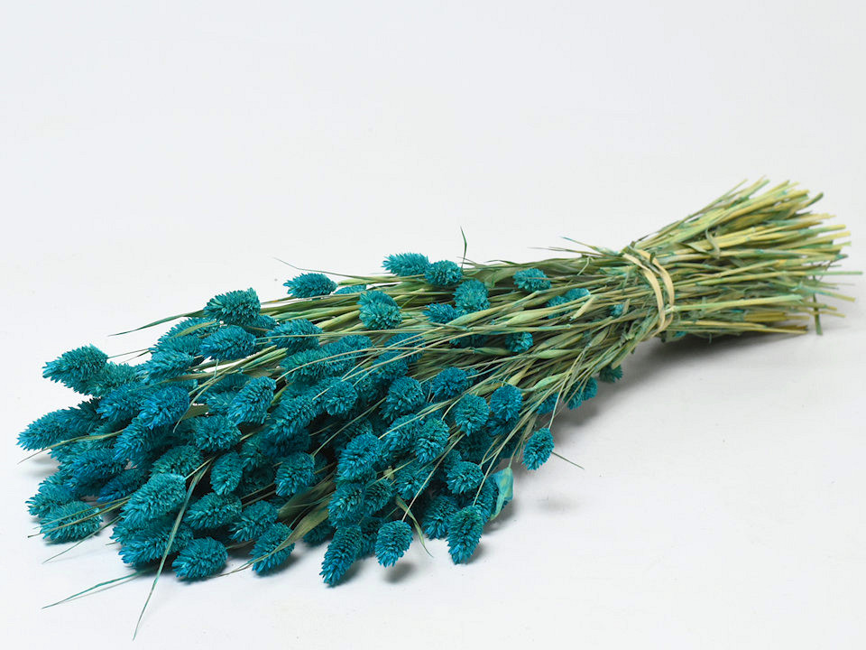 Phalaris Blau 70cm