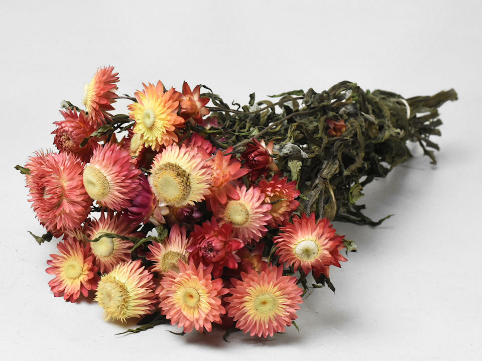 Helichrysum Geöffnet Lachsfarbig 45cm