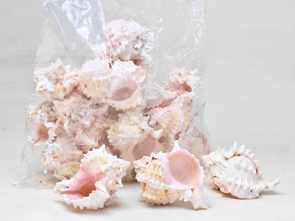 Schelpen Pink Murex 1kg