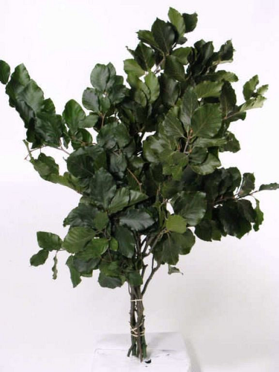 Buchenblatt grün 60-70cm