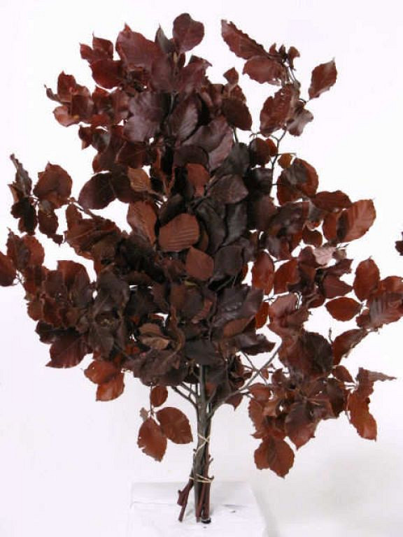Feuille de Hêtre Rouge 60-70cm