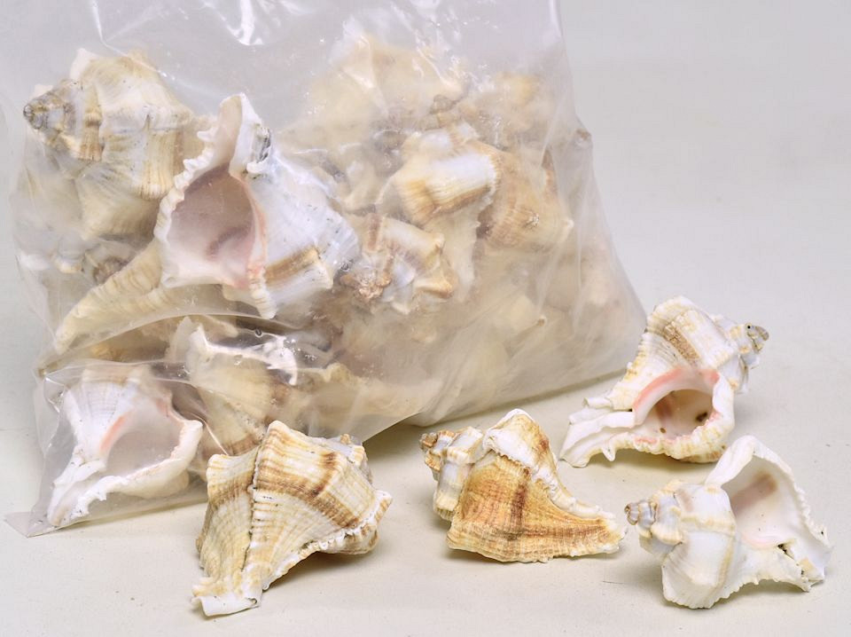 Muscheln White Mulli 1Kg