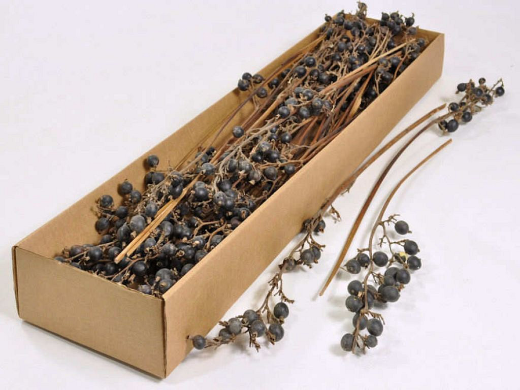 Black Berry Branch 100-Pack