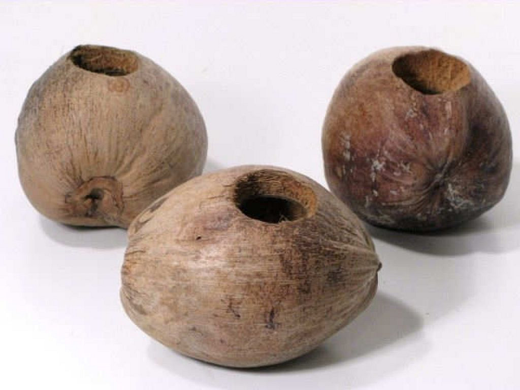 Kokosnuss Topf 13cm