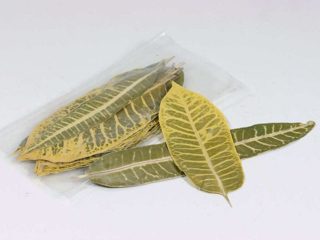 Leaf Stripes 25pcs 14-20cm