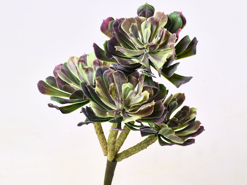 Echeveria 33cm Rood/Groen