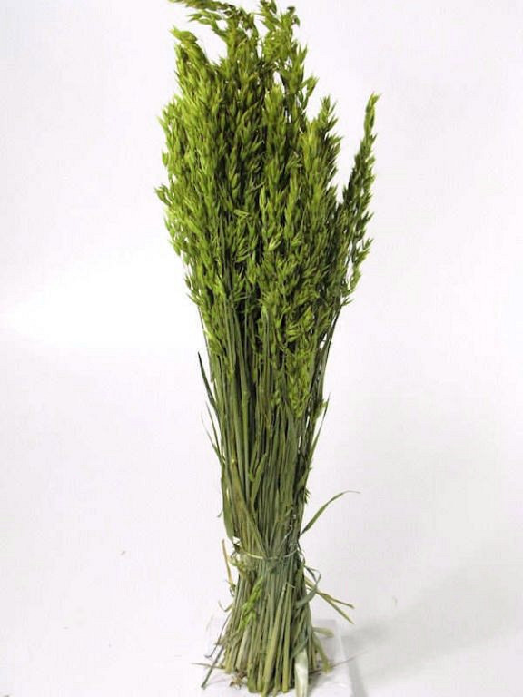 Avena Spring Green 70cm