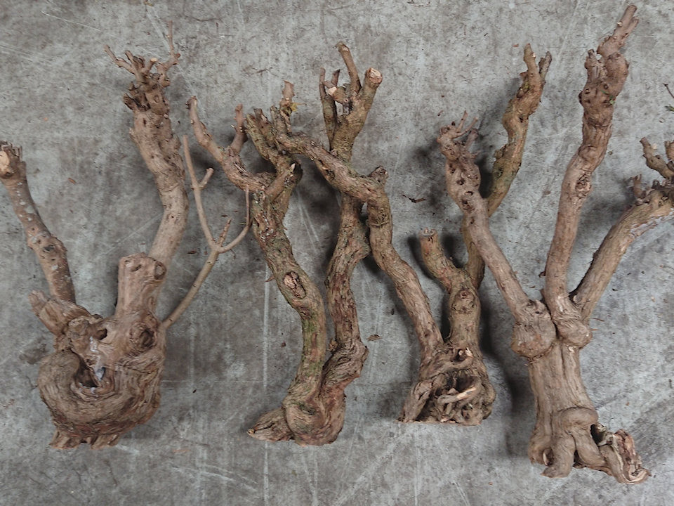 Bois de Lila 50-70cm Noueux