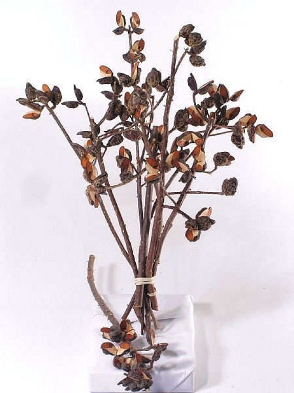 Needlebush Hakea 30-45cm