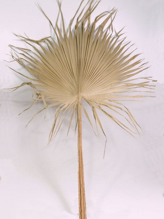 Pettycoat Palm Leaf 170cm