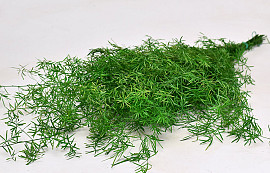 Asparagus Fern H80cm 